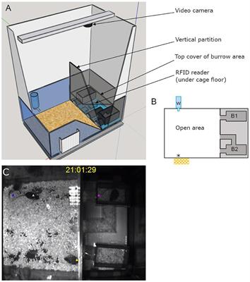 Serotonin drives aggression and social behaviors of laboratory male mice in a semi-natural environment